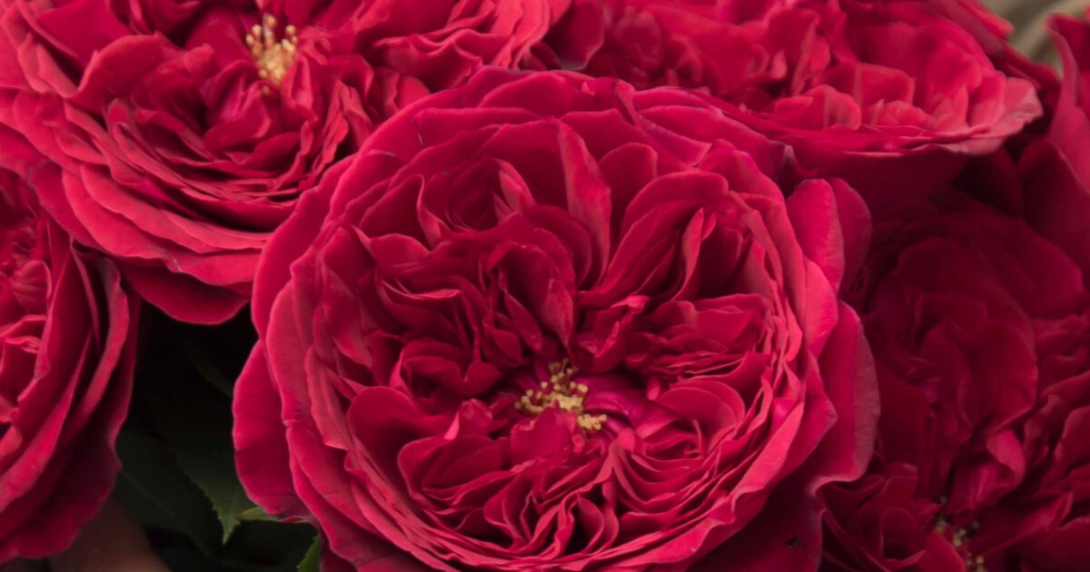 Rosaprima | The Art of Expression: The Meaning Behind a Rosaprima…