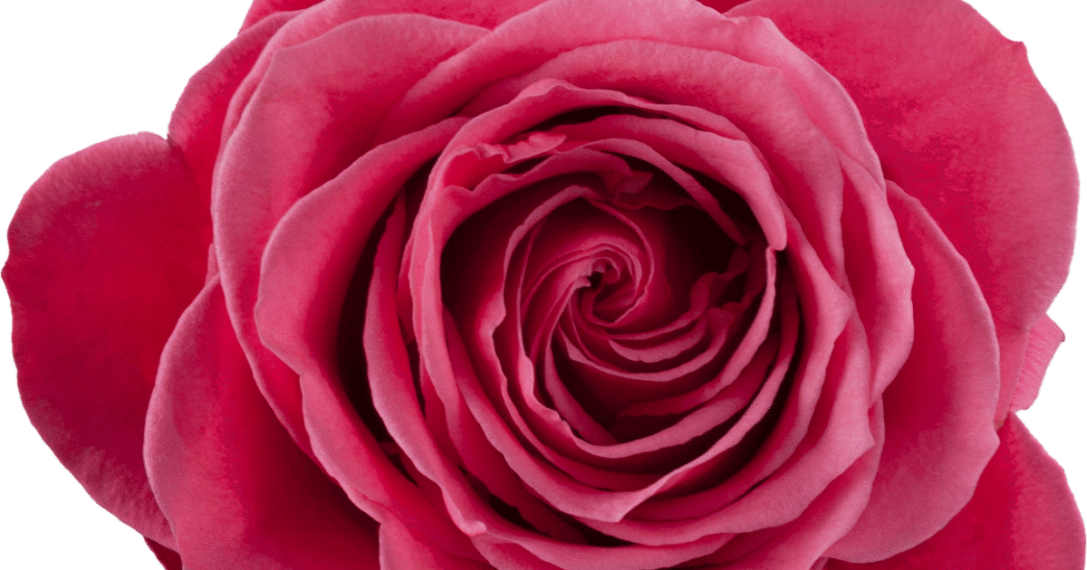 Rosaprima | Cherry O