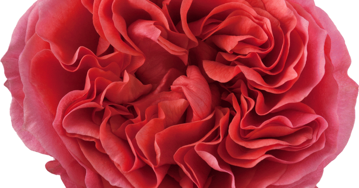 Dark-X-pression.png?mtime=