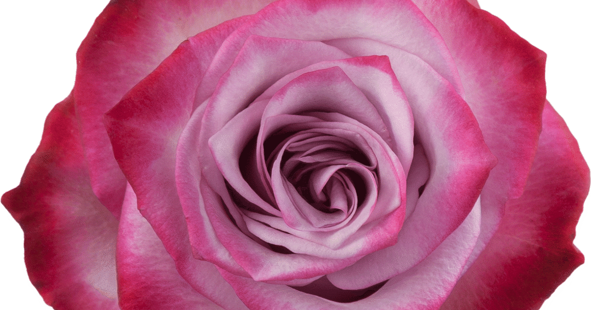 Purple Roses Rosa Prima Rosaprima | Deep Purple