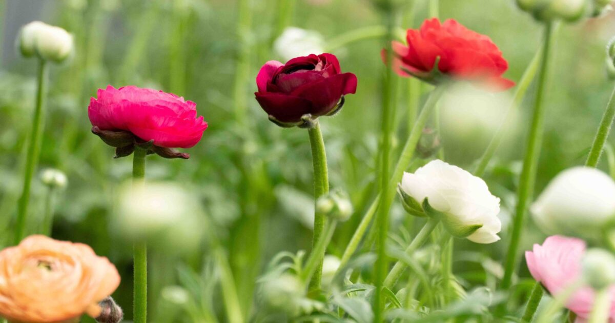 Filomena Rosa Prima Rosaprima | Announcing Floraprima, the new Rosaprima brand.