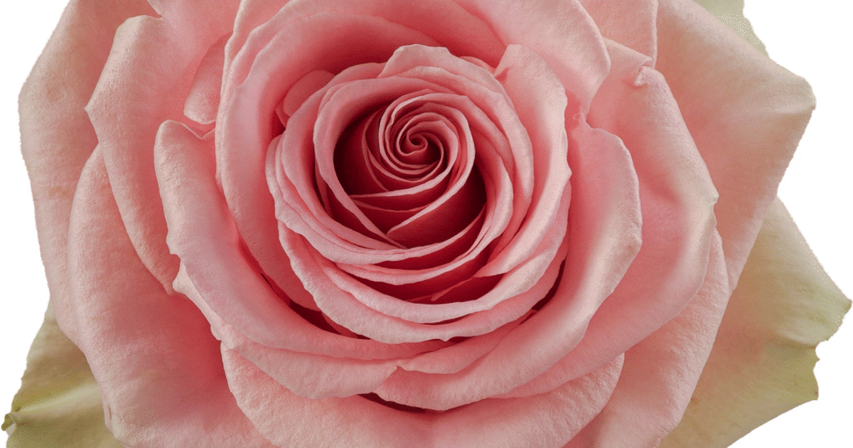 Rosaprima | Geraldine