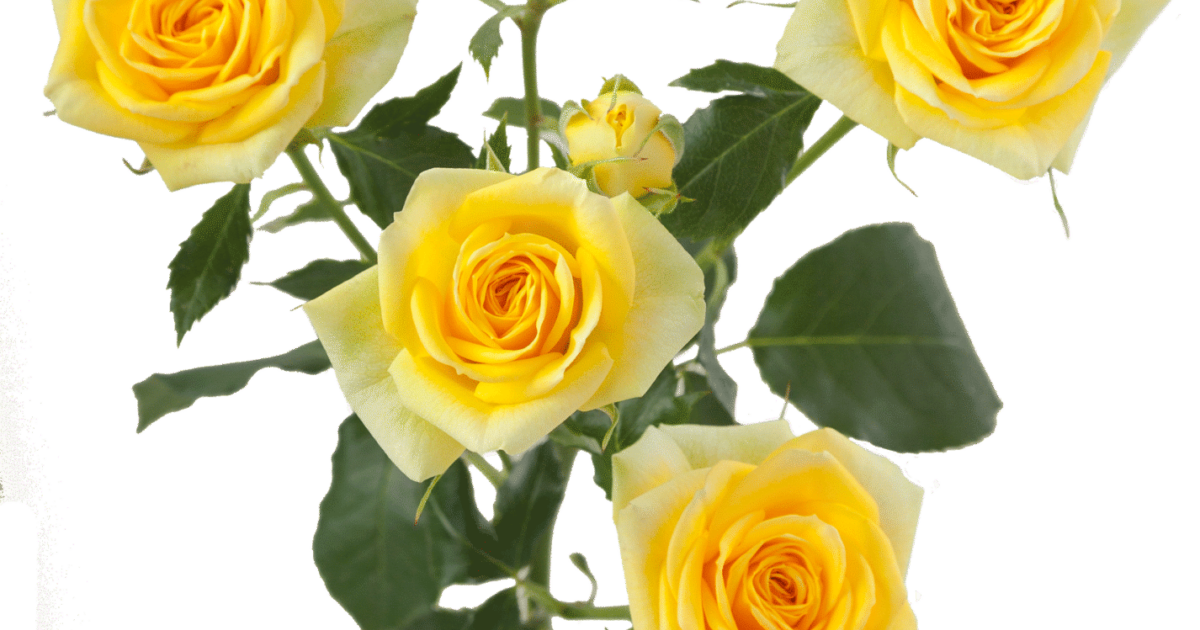 Rosaprima | Golden Blossom