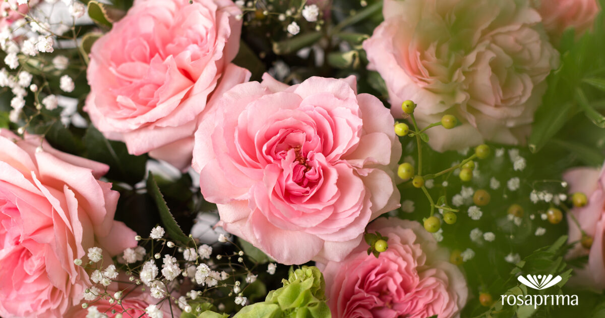 Symbol Roses Rosa Prima Rosaprima | Rosaprima expands its exclusive collection with 13 new…