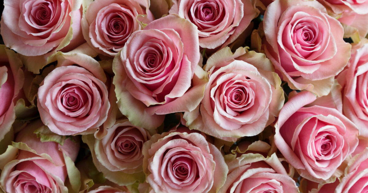 Ro Rosa Prime Rosaprima | Top 10 favorite Rosaprima roses for weddings