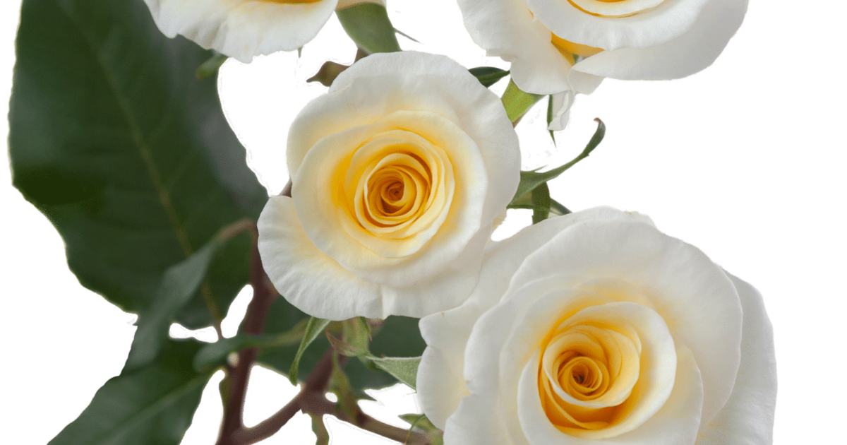 Rosaprima | New Moon