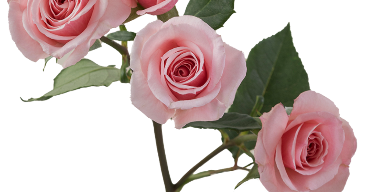 Rosaprima | Pink Planet