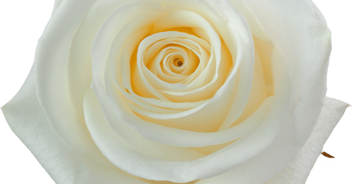 Polar Raspberry Rose Rosaprima | Polar Star