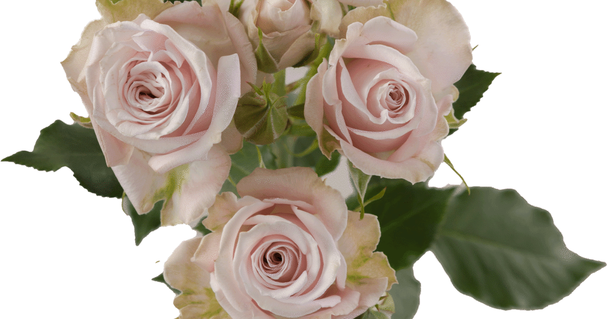 Rosaprima | Portrait