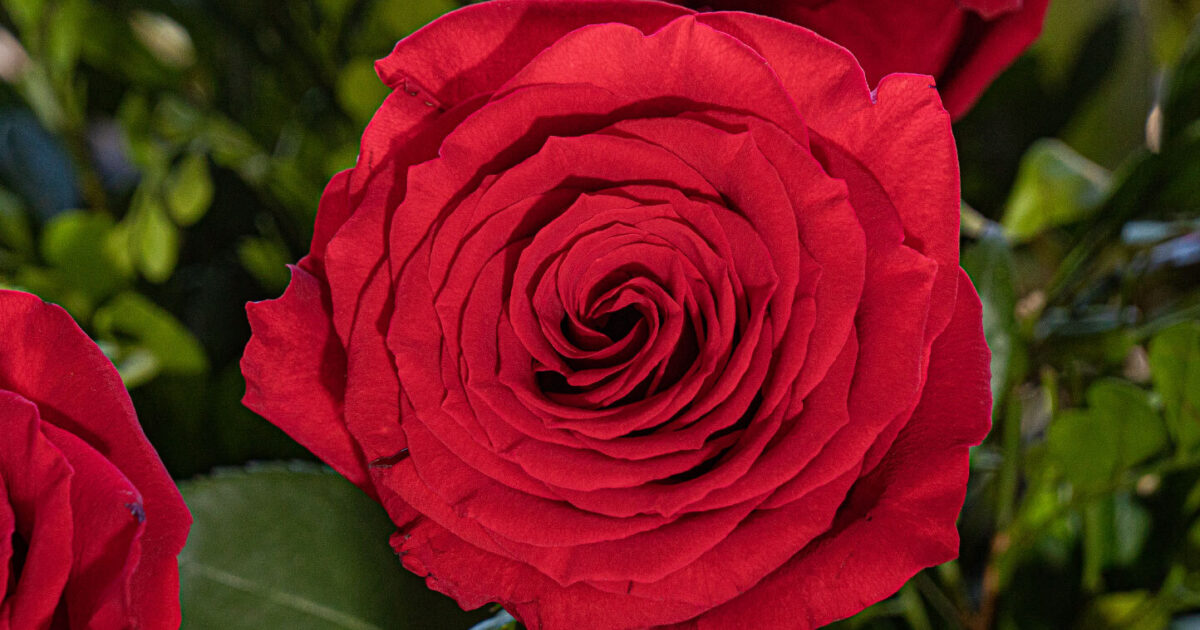 Filomena Rosa Prima Rosaprima | Another successful Valentine’s Day for Rosaprima in 2019