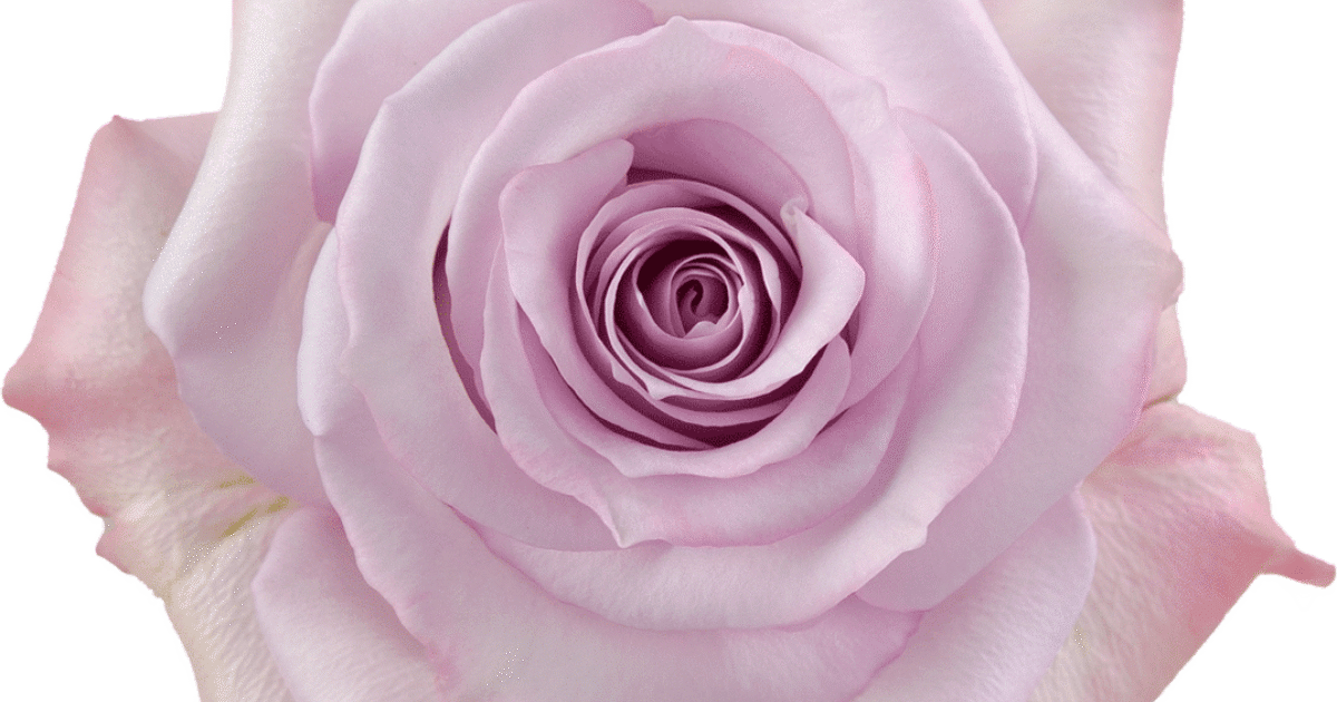 Purple Roses Rosa Prima Rosaprima | Purple Haze
