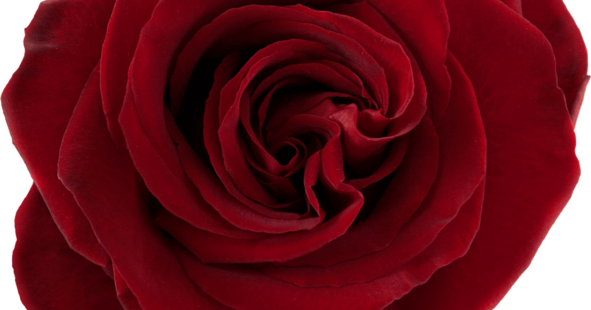 Rosaprima | RP Black Pearl