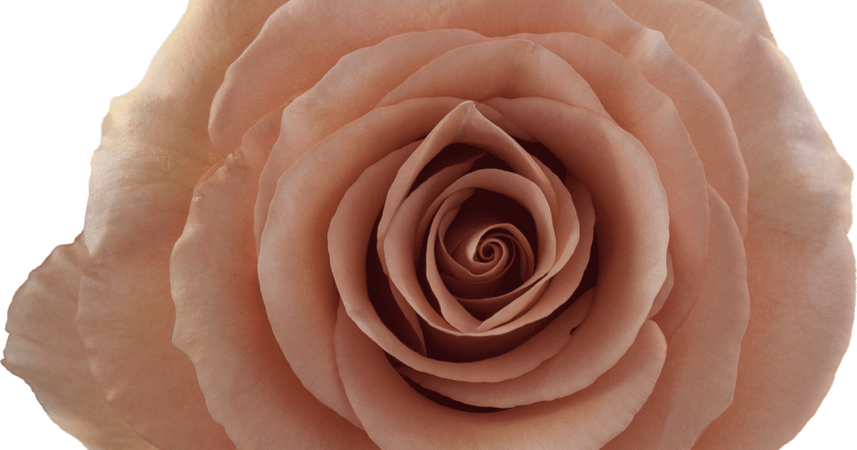 RP-Moab-2.png?mtime=1728061396