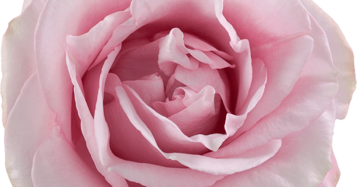 Secret-Garden.png?mtime=1728061710