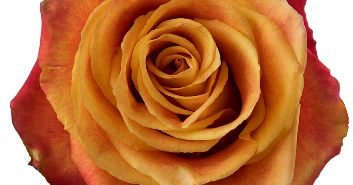 Rosaprima | Silantoi