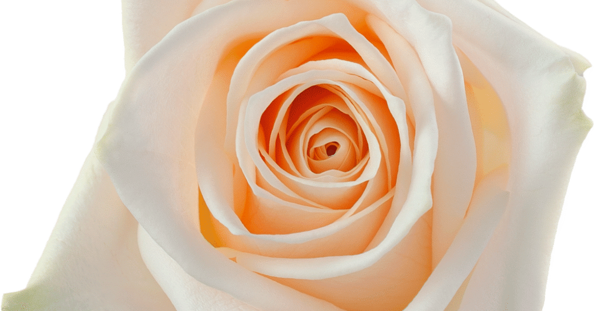 Rosaprima | Soul