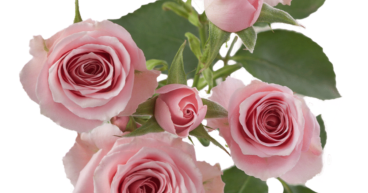 Rosaprima | Suspiro