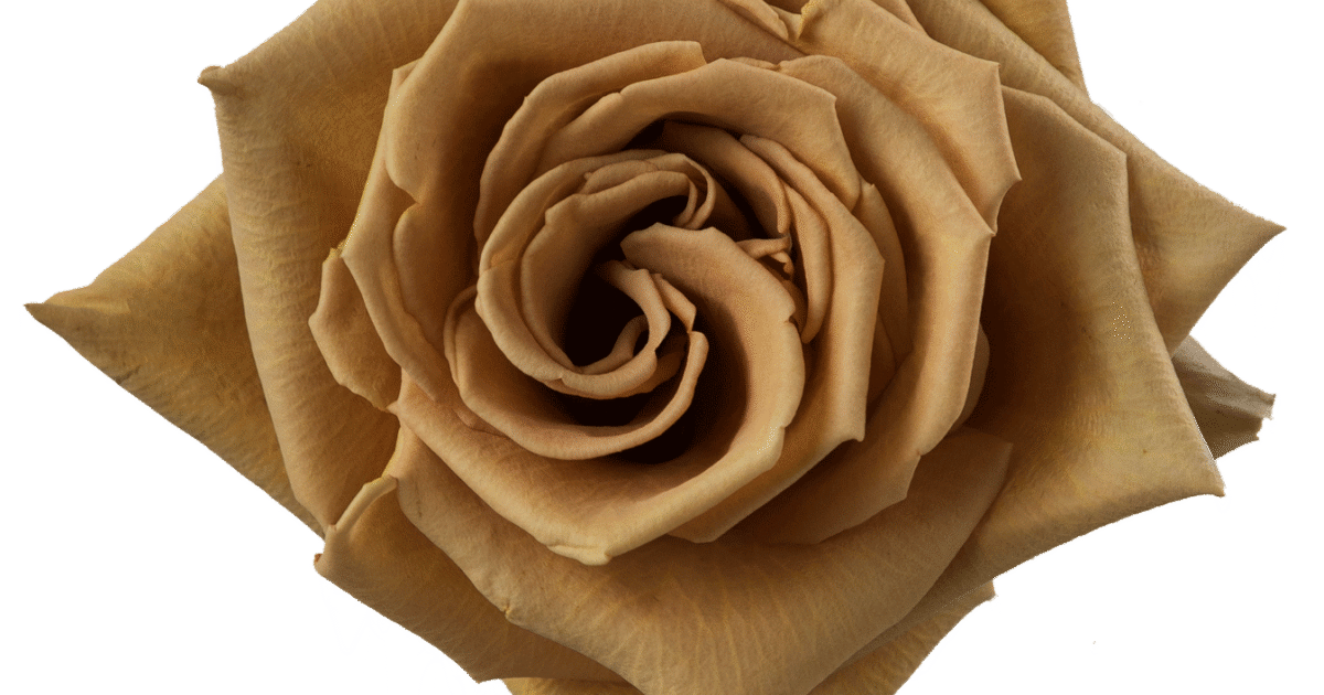 Open Toffee Roses Rosaprima | Toffee