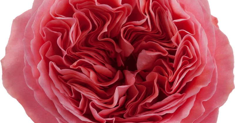 Rosaprima | Candy X-Pression