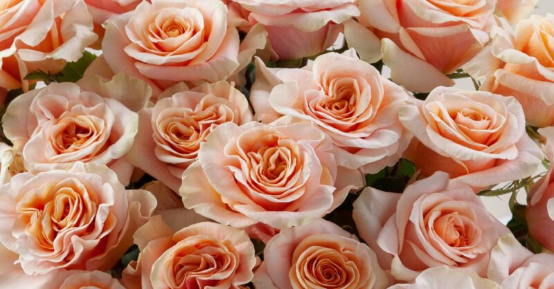 Rosaprima | Phoenix Rose, the new Fall Wedding Favorite