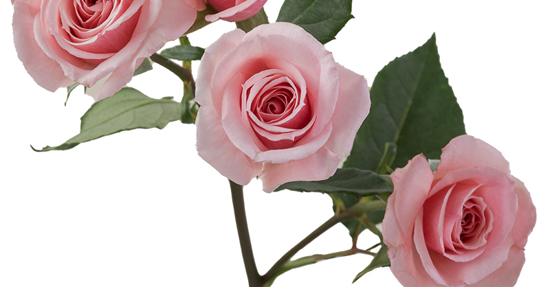Pink_Planet_Spray_Rose_Aerial_