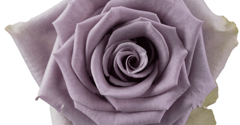 Rosaprima | Shocking Blue