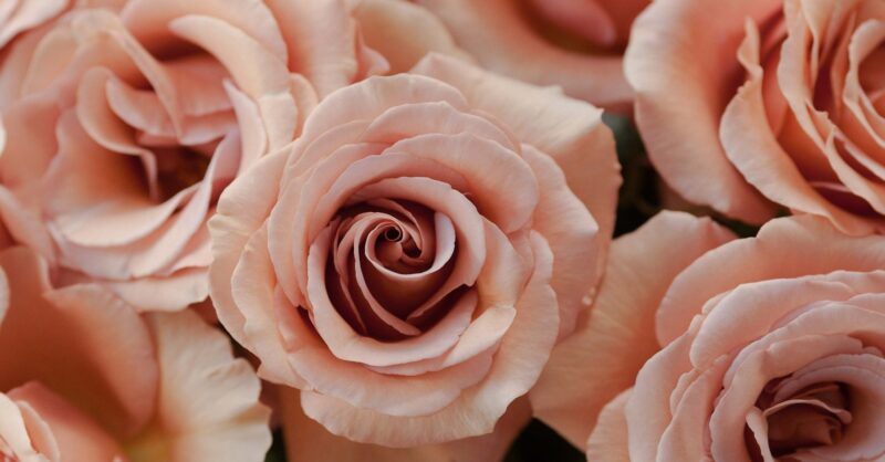 The-Home-of-RP-Moab-Rosaprima-