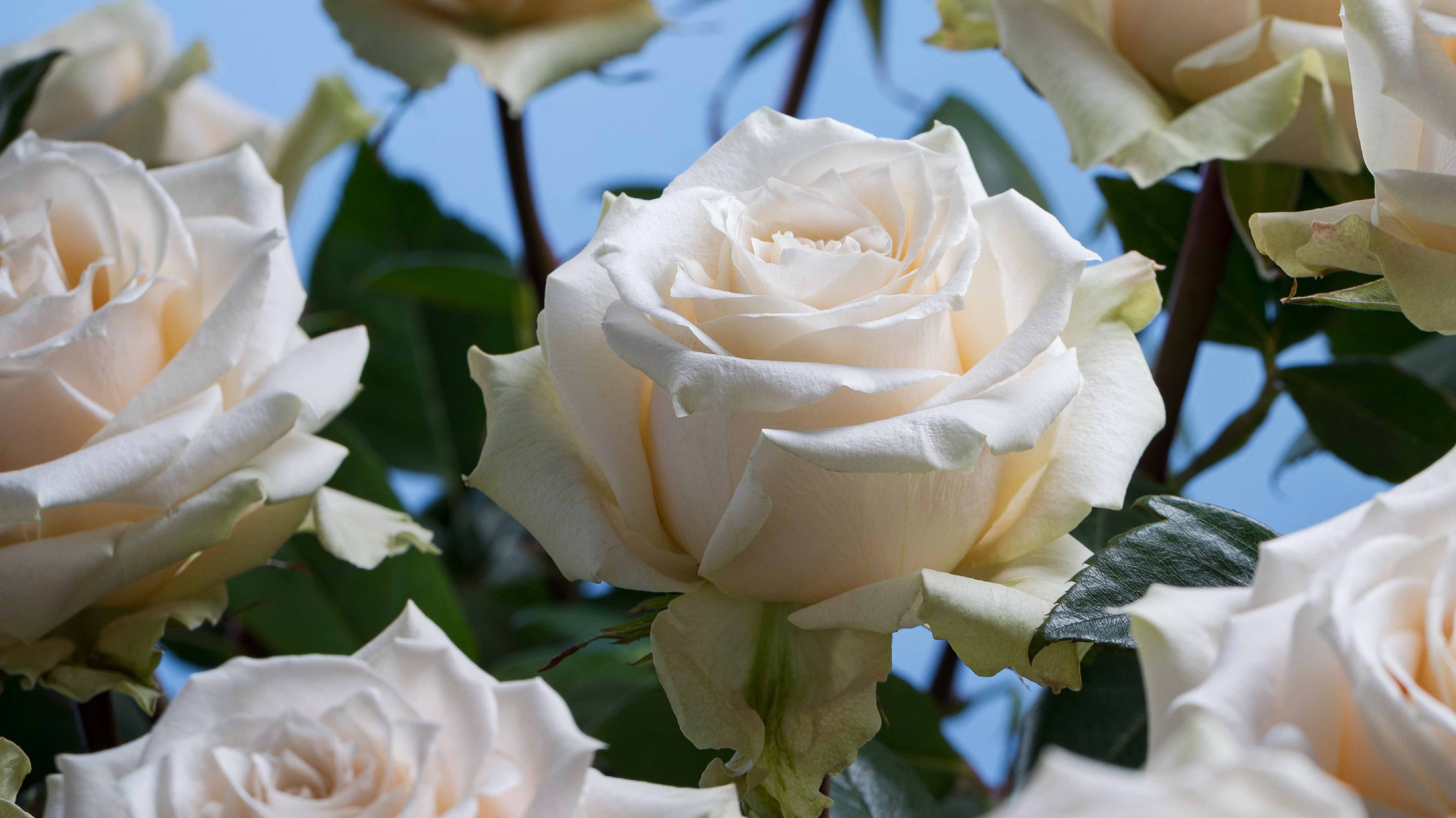 Rosaprima | New Variety Launch Event