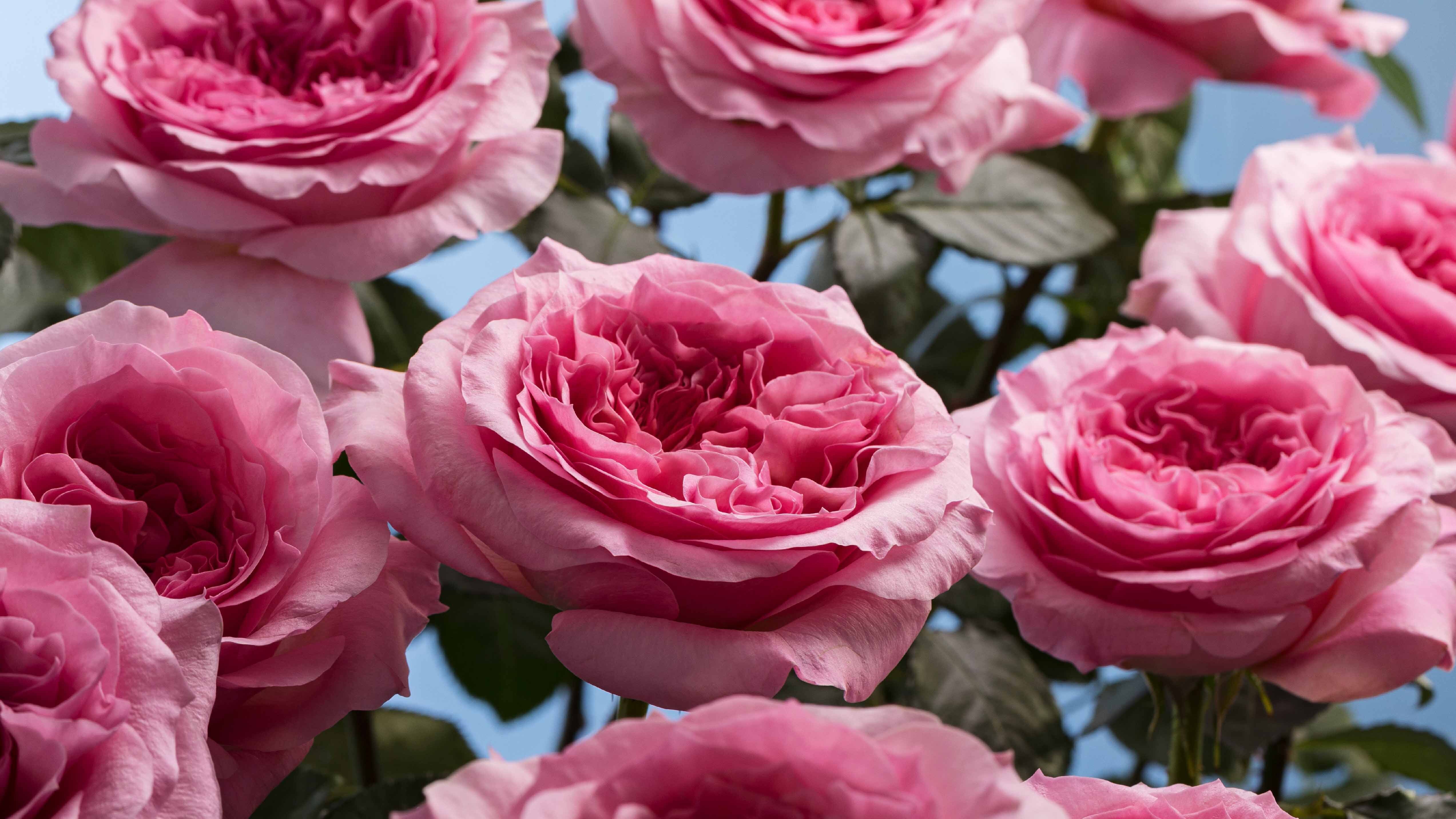 Rosaprima | New Variety Launch Event