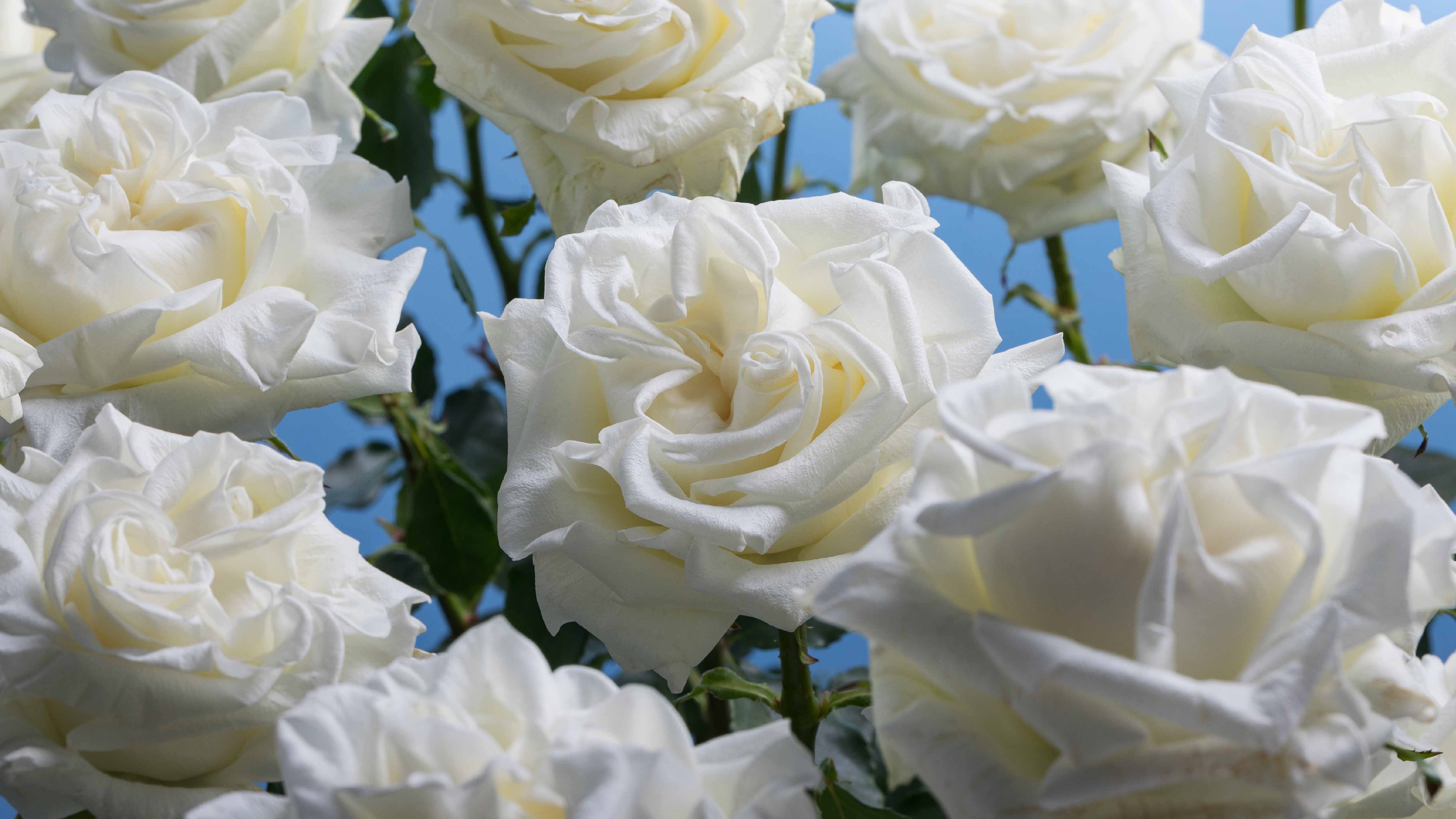 Rosaprima | New Variety Launch Event