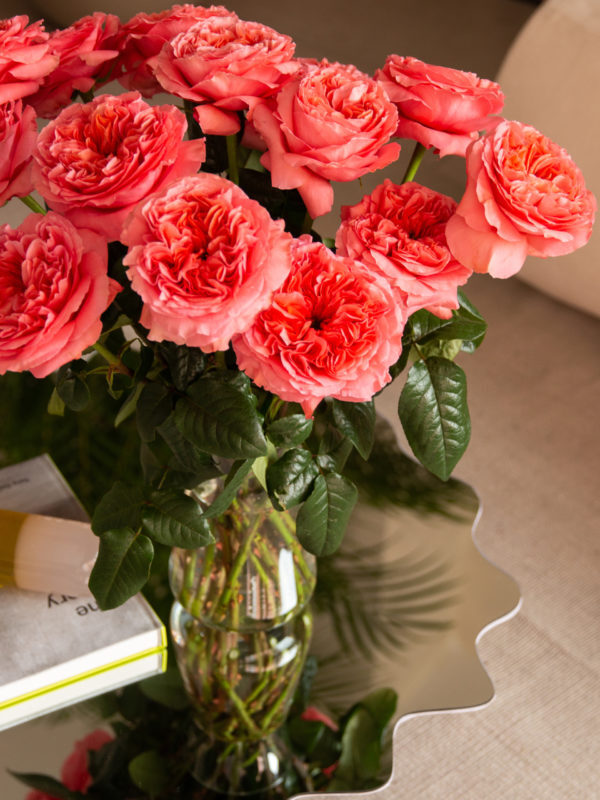 Rosaprima | Introducing two new pink varieties: Candy X-Pression &…