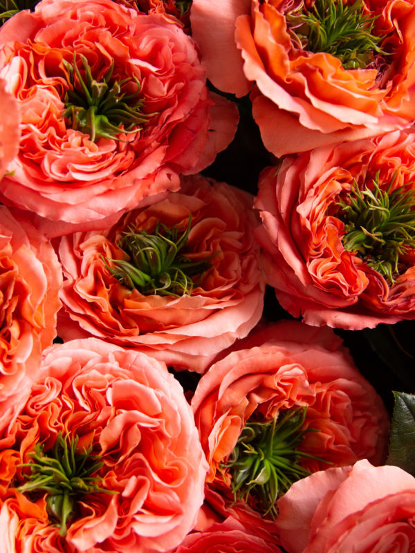 Rosaprima | Introducing two new pink varieties: Candy X-Pression &…