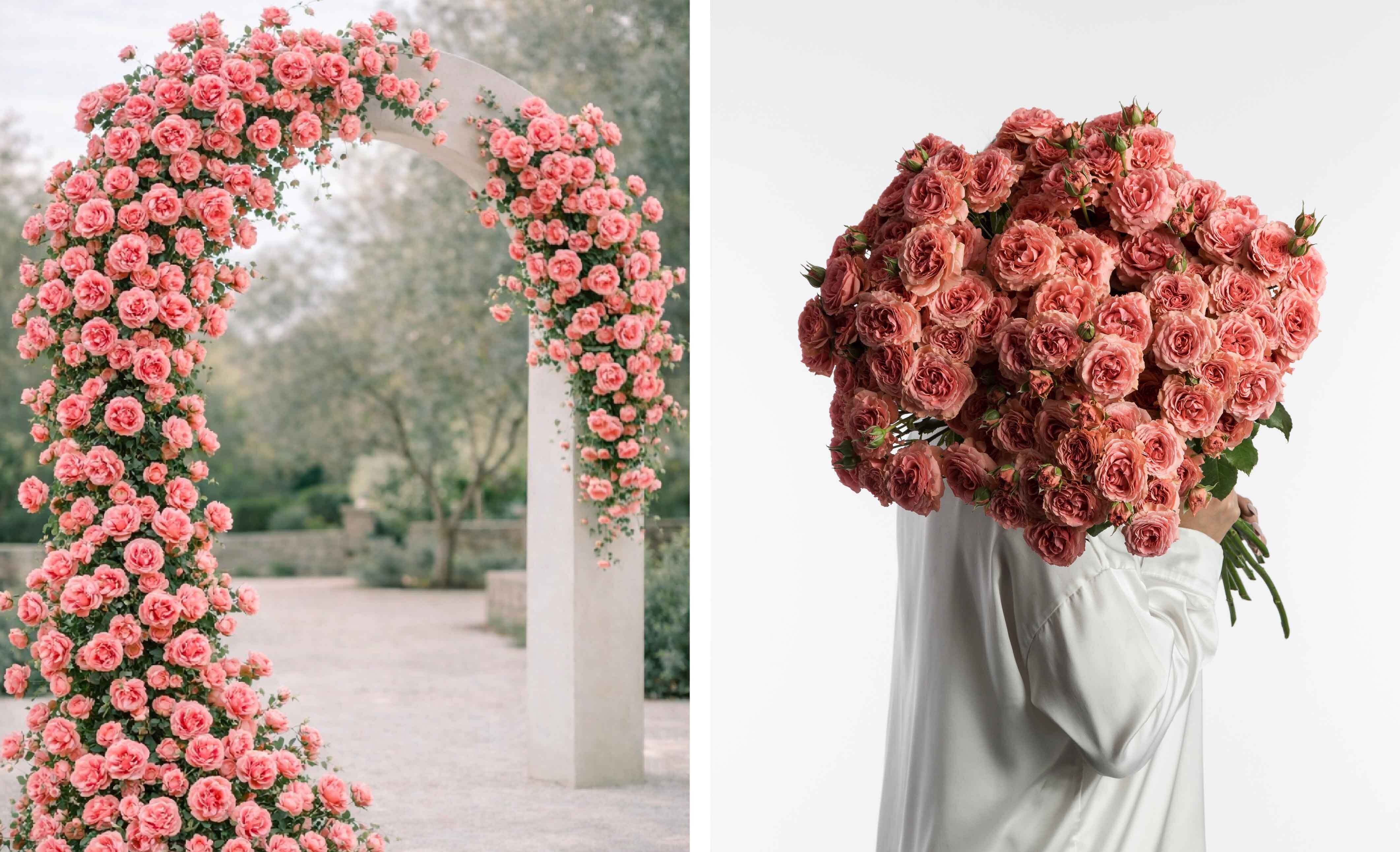 Rosaprima Coral Spray Rose