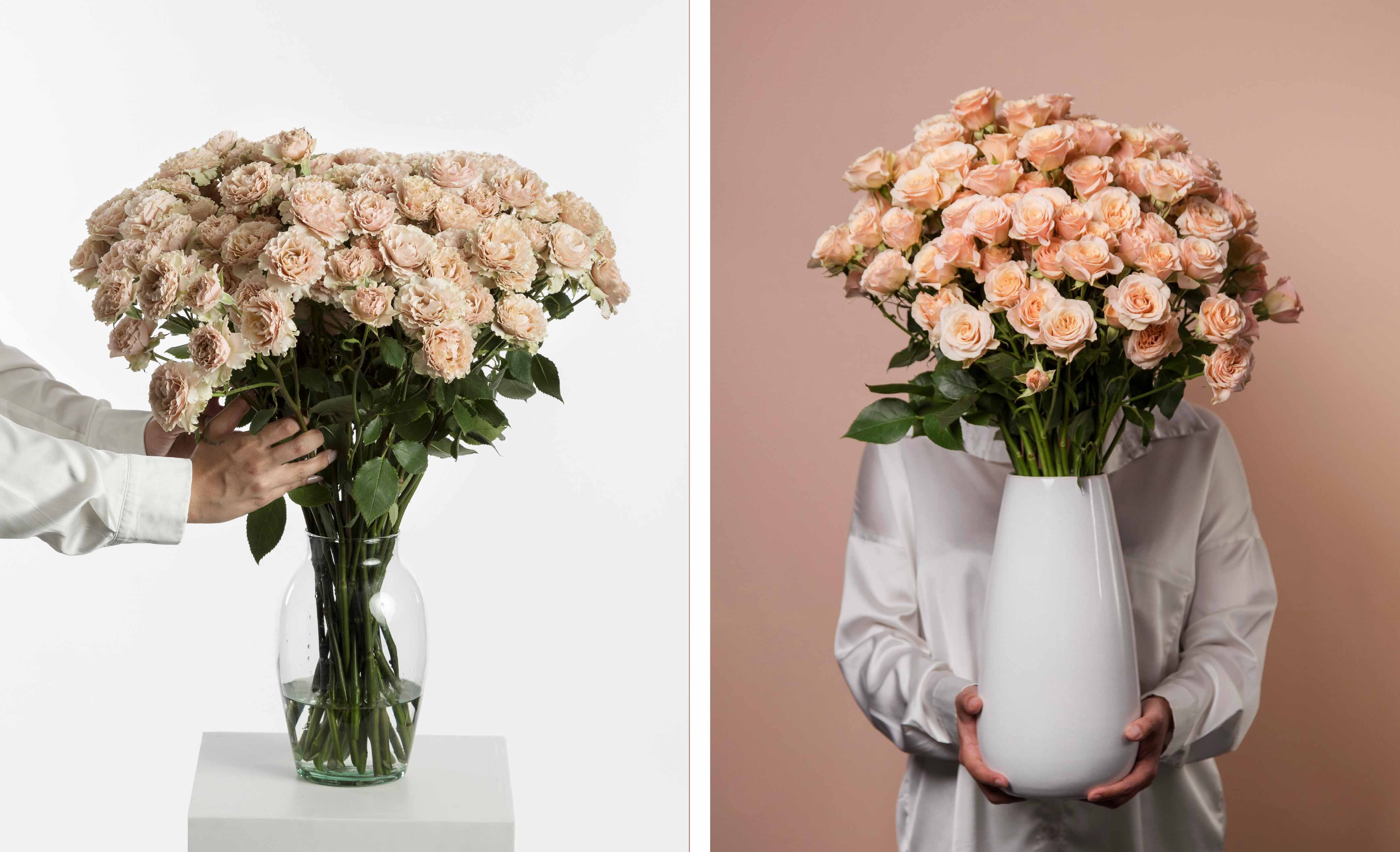 Rosaprima Peach Spray Rose