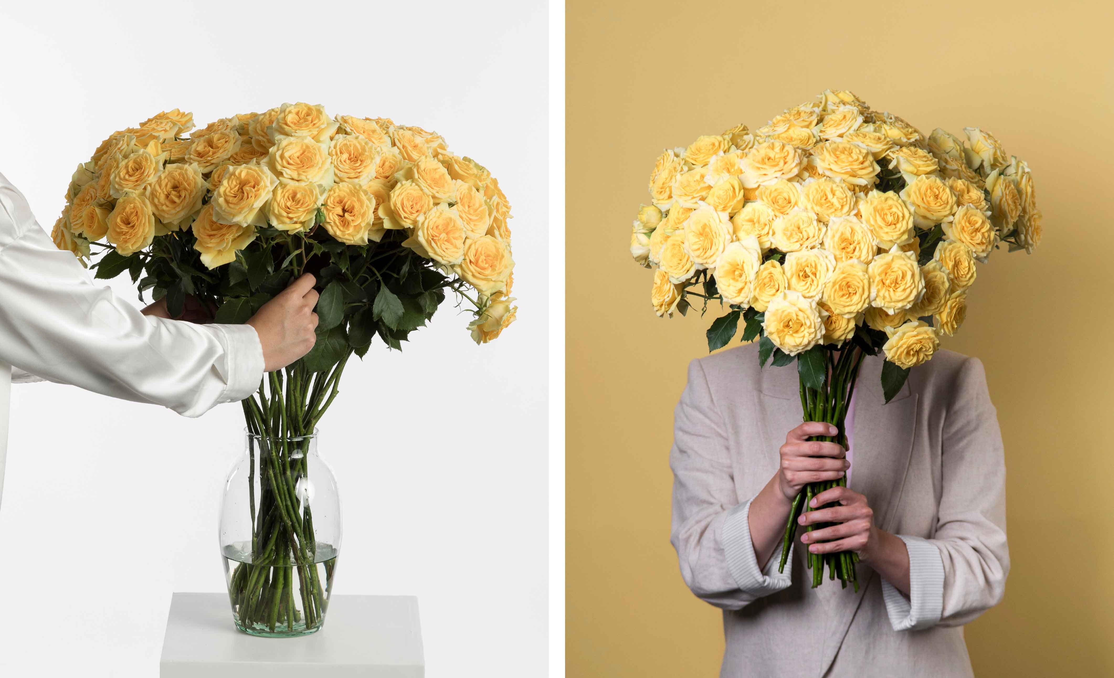 Rosaprima Yellow Spray Rose