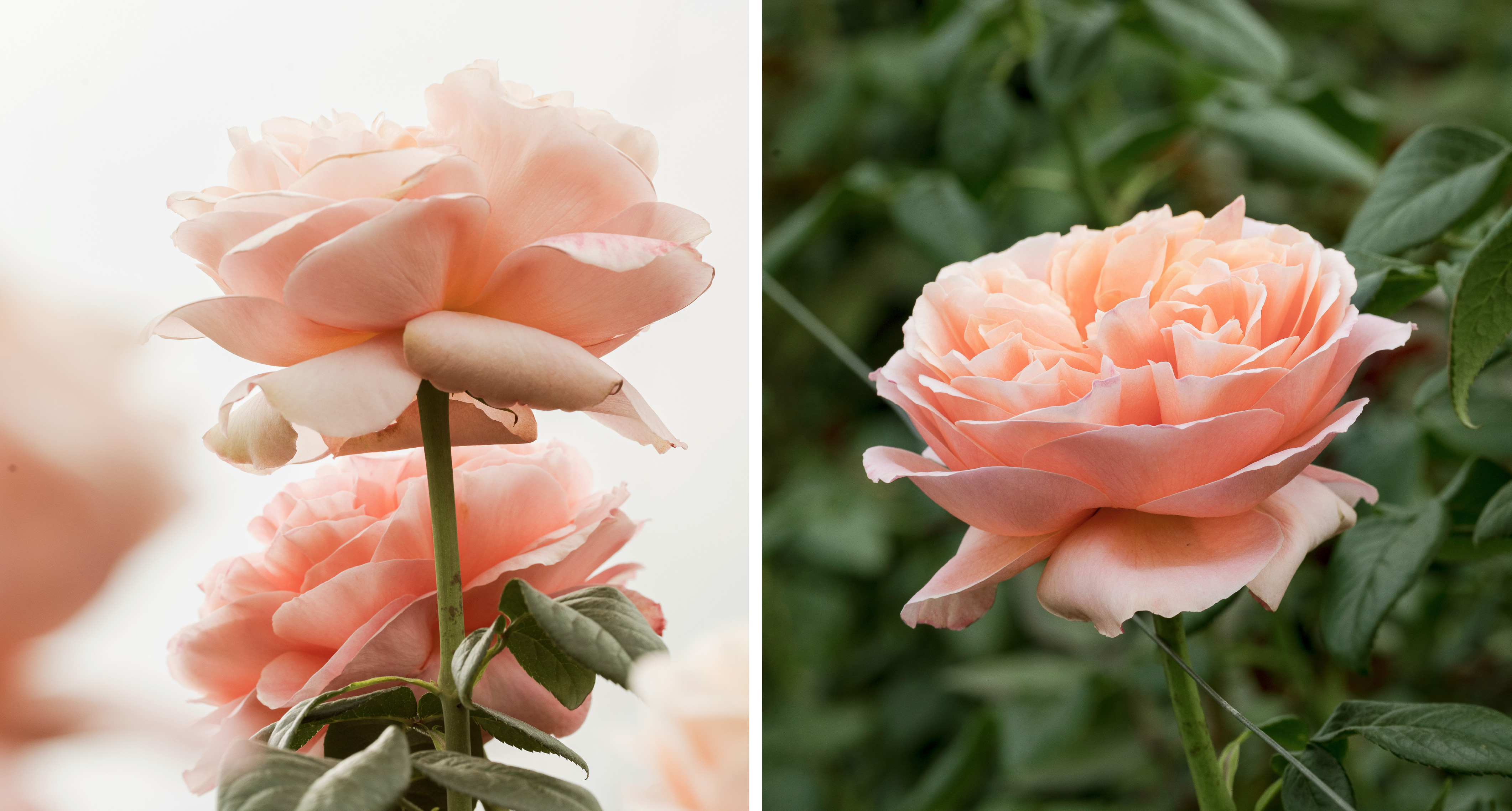 Sustainable flower growing